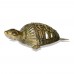 Brass Metal Craft (Dokra) Tortoise with a structure